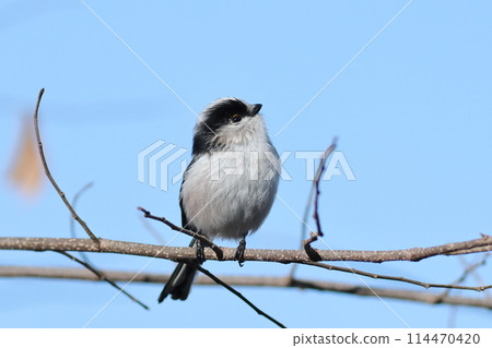 Cute expression of a long-tailed tit looking up Cute expression of a long-tailed tit looking up 114470420
