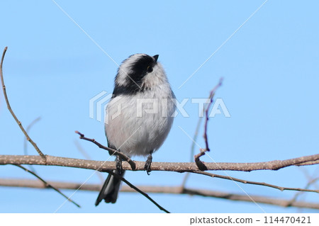 Cute expression of a long-tailed tit looking up Cute expression of a long-tailed tit looking up 114470421