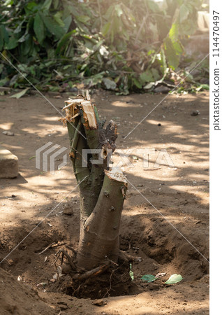 Chop off tree from garden Chop off tree from garden 114470497