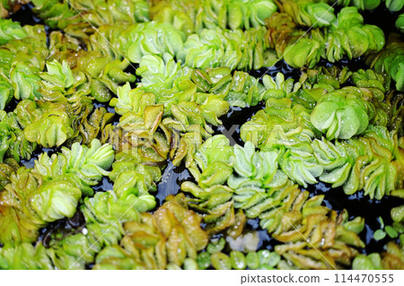 Salvinia molesta tropical weed plant or water fern is a small floating water plant in ponds and aquaria Salvinia molesta tropical weed plant or water fern is a small floating water plant in ponds and aquaria 114470555