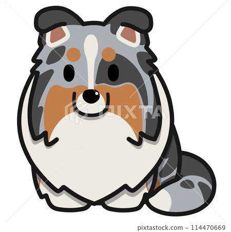 Sitting droopy-eared sheltie (blue merle) Sitting droopy-eared sheltie (blue merle) 114470669