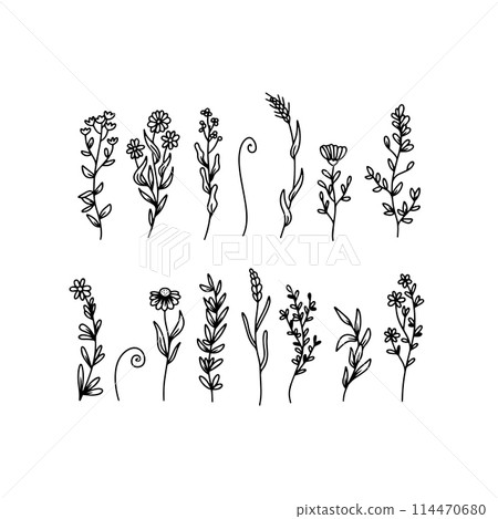 Set of line art wildflowers. Botanical floral illustrations set. 114470680