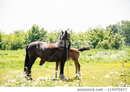 A horse standing in a spacious field full of small flowers in early summer, on the outskirts of London 114470857