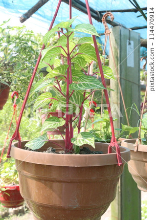 Iresine herbstii plant on hanging pot in nursery 114470914