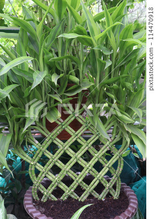 Lucky Bamboo Braided Tower plant on farm 114470918