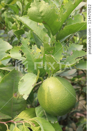 Lemons on tree in farm for harvest Lemons on tree in farm for harvest 114470922