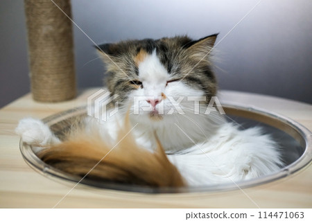 Close up of cute fluffy sleepy white cat in clear bowl on cat tree. Mixed breed cat between Maine Coon and Scottish Fold. Close up of cute fluffy sleepy white cat in clear bowl on cat tree. Mixed breed cat between Maine Coon and Scottish Fold. 114471063