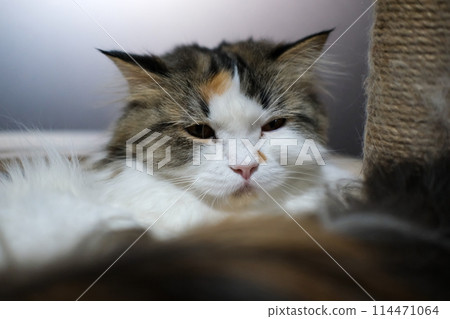 Close up of cute fluffy sleepy white cat in clear bowl on cat tree. Mixed breed cat between Maine Coon and Scottish Fold. Close up of cute fluffy sleepy white cat in clear bowl on cat tree. Mixed breed cat between Maine Coon and Scottish Fold. 114471064