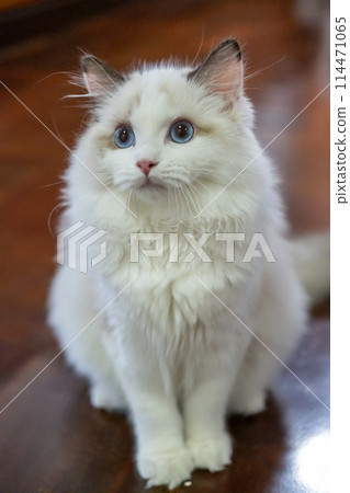 Cute, fluffy Ragdoll cat looking up, asking for attention. 5 months old 114471065