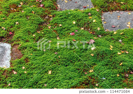 Autumn scenery in the north garden of Tofukuji Temple, Kyoto 114471084