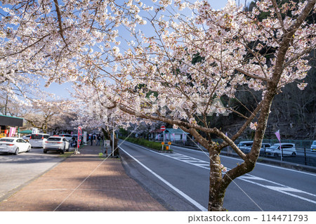靜岡縣島田市家山櫻花隧道的櫻花路風景 靜岡縣島田市家山櫻花隧道的櫻花路風景 114471793