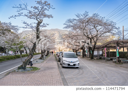 靜岡縣島田市家山櫻花隧道的櫻花風景 靜岡縣島田市家山櫻花隧道的櫻花風景 114471794