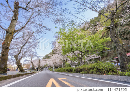 Scenery of the road with cherry blossoms in the Sakura Tunnel at Ieyama in Shimada City (Shizuoka Prefecture) Scenery of the road with cherry blossoms in the Sakura Tunnel at Ieyama in Shimada City (Shizuoka Prefecture) 114471795
