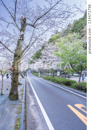 Scenery of the road with cherry blossoms in the Sakura Tunnel at Ieyama in Shimada City (Shizuoka Prefecture) 114471796