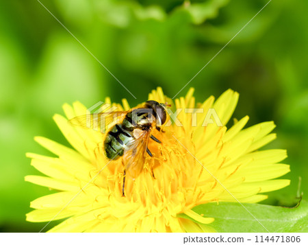 Ruri Hanaab 114471806