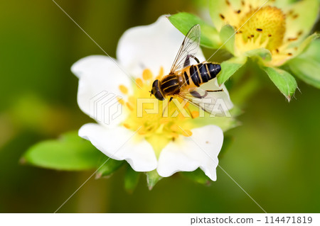 Stag beetle fly 114471819