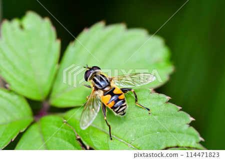 阿什布托哈納弗萊 阿什布托哈納弗萊 114471823