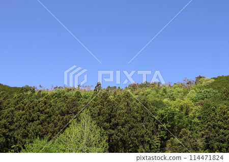 清新的綠色在藍天的襯托下熠熠生輝 清新的綠色在藍天的襯托下熠熠生輝 114471824