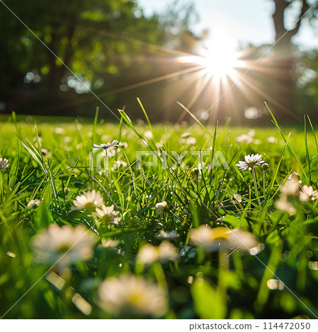 被陽光照亮的小花 被陽光照亮的小花 114472050