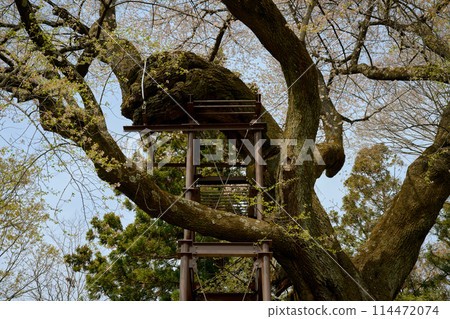 Steel tower supporting a large cherry tree Steel tower supporting a large cherry tree 114472074