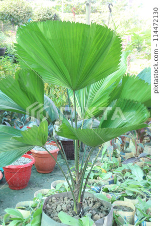 Licuala grandis plant on nursery 114472130