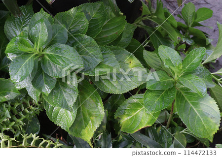 hydrangea macrophylla flower plant on nursery 114472133