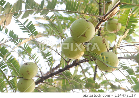 Amla gooseberry on tree in farm Amla gooseberry on tree in farm 114472137