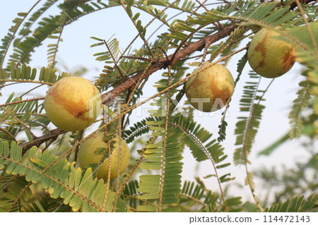 Amla gooseberry on tree in farm Amla gooseberry on tree in farm 114472143