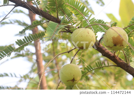 Amla gooseberry on tree in farm Amla gooseberry on tree in farm 114472144