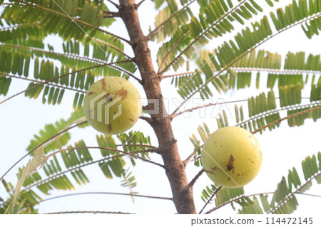 Amla gooseberry on tree in farm 114472145