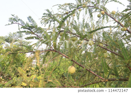 Amla gooseberry on tree in farm Amla gooseberry on tree in farm 114472147