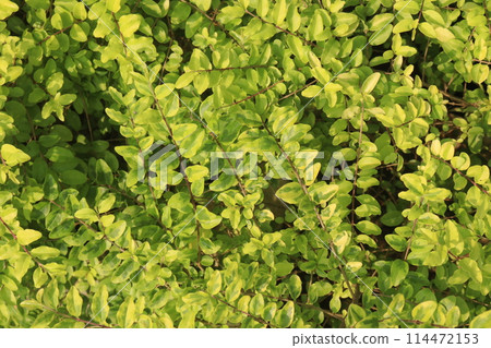 Lonicera nitida Baggesen's Gold plant on nursery Lonicera nitida Baggesen's Gold plant on nursery 114472153