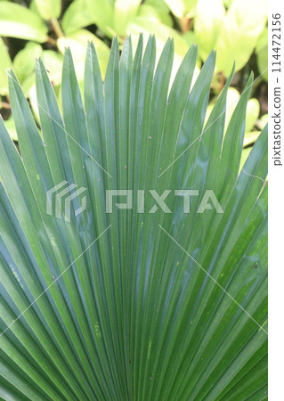 Licuala grandis plant on nursery Licuala grandis plant on nursery 114472156