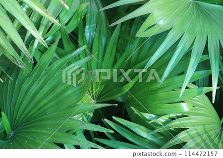 Licuala grandis plant on nursery Licuala grandis plant on nursery 114472157