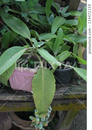 Kalanchoe gastonis bonnieri plant on hanging pot 114472159