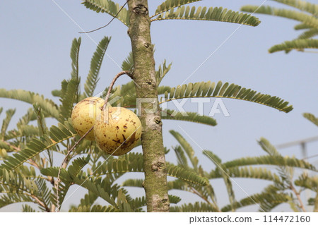 Amla gooseberry on tree in farm 114472160
