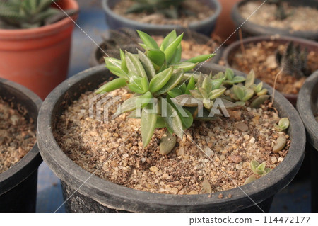 Lenophyllum Pictorial plant on nursery 114472177