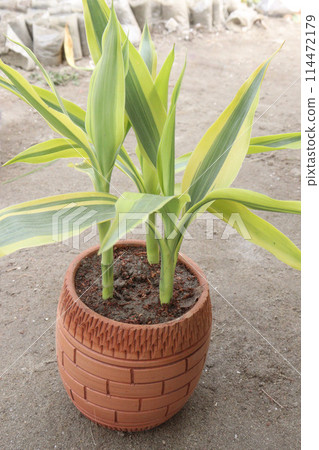 Lucky Bamboo Braided Tower plant on pot Lucky Bamboo Braided Tower plant on pot 114472179