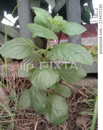 The IFA Plants on jungle The IFA Plants on jungle 114472180