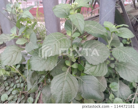 The IFA Plants on jungle The IFA Plants on jungle 114472181