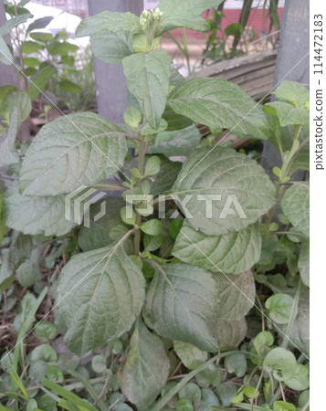 The IFA Plants on jungle The IFA Plants on jungle 114472183