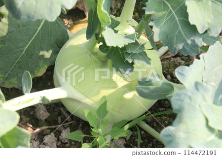Kohlrabi on farm for harvest are cash crops Kohlrabi on farm for harvest are cash crops 114472191