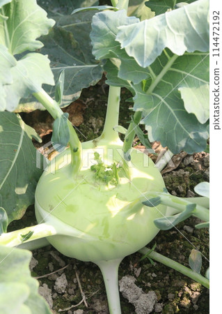 Kohlrabi on farm for harvest are cash crops 114472192