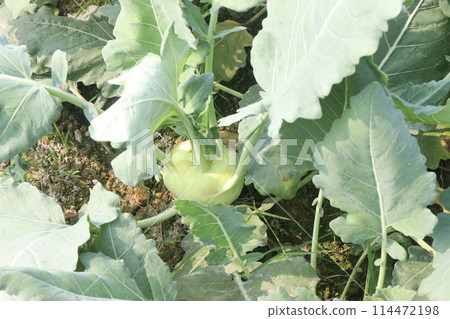 Kohlrabi on farm for harvest are cash crops Kohlrabi on farm for harvest are cash crops 114472198
