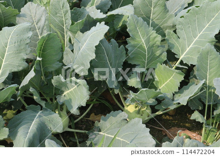 Kohlrabi on farm for harvest are cash crops 114472204