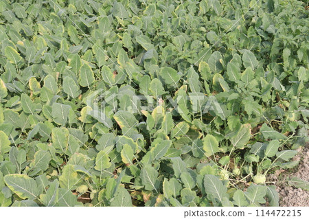 Kohlrabi on farm for harvest are cash crops Kohlrabi on farm for harvest are cash crops 114472215