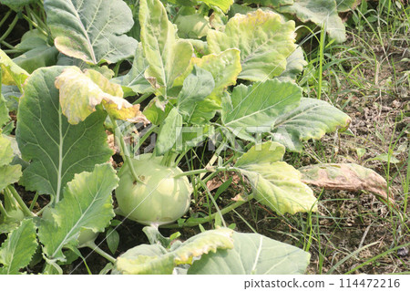 Kohlrabi on farm for harvest are cash crops Kohlrabi on farm for harvest are cash crops 114472216