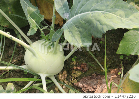 Kohlrabi on farm for harvest are cash crops 114472226