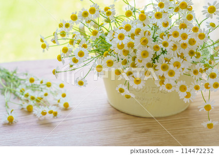 Background of chamomile flowers in a tin pot 114472232