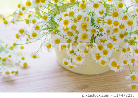 Background of chamomile flowers in a tin pot 114472233